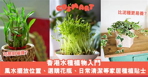 芙蓉擺放位置|芙蓉種植風水：何時栽種最吉利？